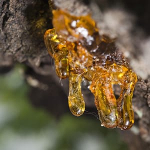 Amber ağacı