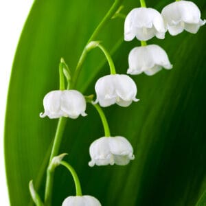 Müge