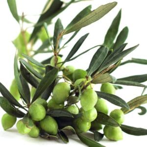 Zeytin ağacı